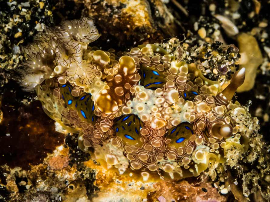 Dendrodoris krusensternii